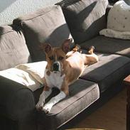 Amerikansk staffordshire terrier bruce