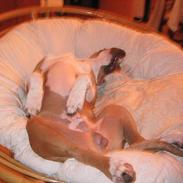 Amerikansk staffordshire terrier bruce