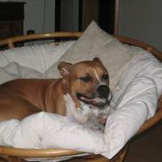 Amerikansk staffordshire terrier bruce