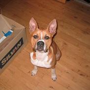 Amerikansk staffordshire terrier bruce