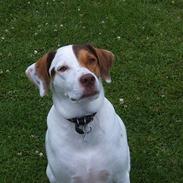 Blanding af racer Laban