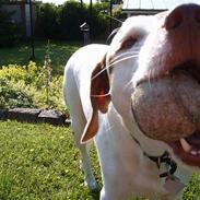 Blanding af racer Laban