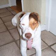 Blanding af racer Laban