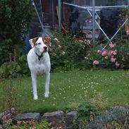 Blanding af racer Laban