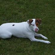 Blanding af racer Laban