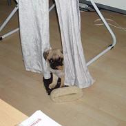 Mops Ronja