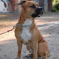 Amerikansk staffordshire terrier Cosmo (Tyson) R.I.P 30-6-2011