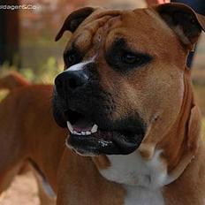 Amerikansk staffordshire terrier Cosmo (Tyson) R.I.P 30-6-2011