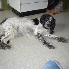 Blanding af racer Rolf