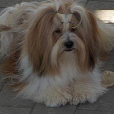 Lhasa apso Khantöma-Ri Fujiyama 