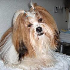 Lhasa apso Khantöma-Ri Fujiyama 
