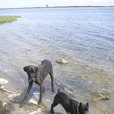 Grand danois Bounty RIP