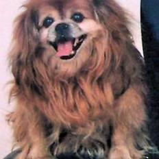 Blanding af racer Lucien