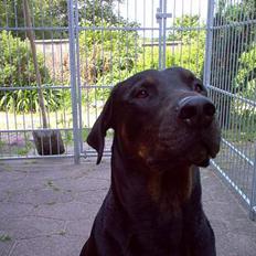 Dobermann Max
