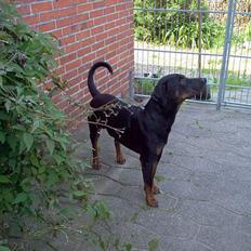 Dobermann Max