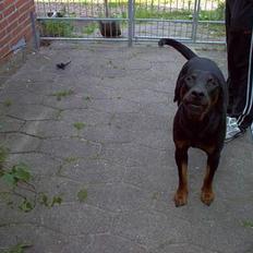Dobermann Max