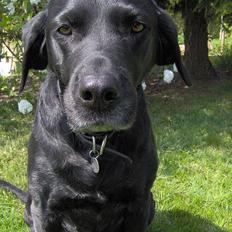 Labrador retriever Monique