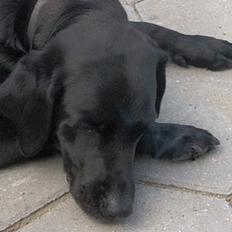 Labrador retriever Monique