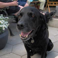 Labrador retriever Monique