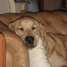 Broholmer Idun, Dronningen