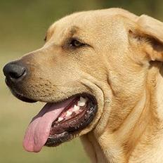 Broholmer Idun, Dronningen