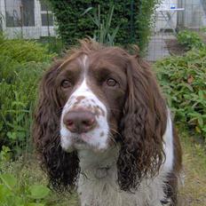 Engelsk springer spaniel Balder