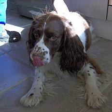 Engelsk springer spaniel Balder