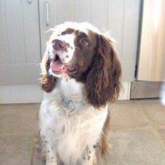 Engelsk springer spaniel Balder