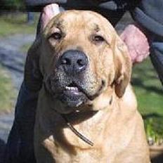 Broholmer Thor... evigt savnet.RIP