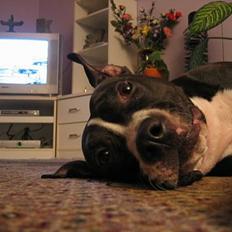 Amerikansk staffordshire terrier Gucci