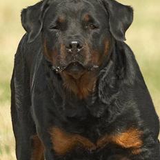 Rottweiler Anna... Mors pige... RIP.