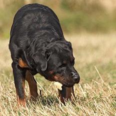 Rottweiler Anna... Mors pige... RIP.