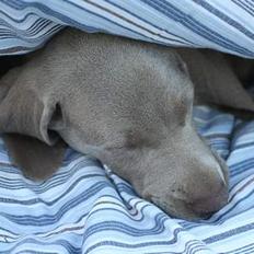 Weimaraner Bellis
