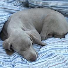 Weimaraner Bellis