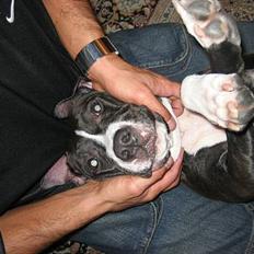 Amerikansk staffordshire terrier Gucci