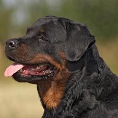 Rottweiler Anna... Mors pige... RIP.
