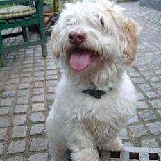 Coton de tulear coco