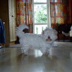 Coton de tulear coco