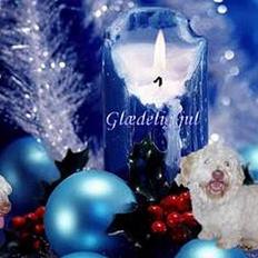 Coton de tulear coco