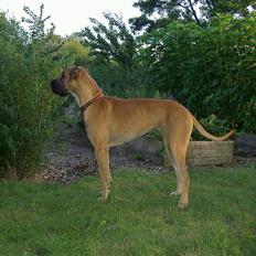 Grand danois great danes Ingha