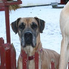 Grand danois great danes Ingha