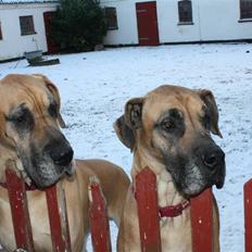 Grand danois great danes Ingha