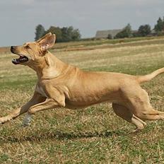 Broholmer Idun, Dronningen