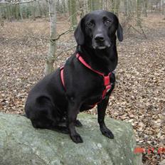 Blanding af racer Ticki