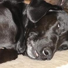 Blanding af racer Ticki