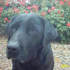 Labrador retriever Taco - død