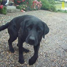 Labrador retriever Taco - død