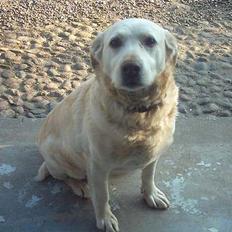 Labrador retriever Sussie - død