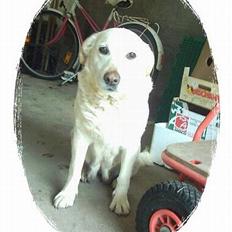 Labrador retriever Sussie - død