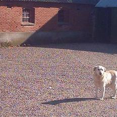 Labrador retriever Sussie - død